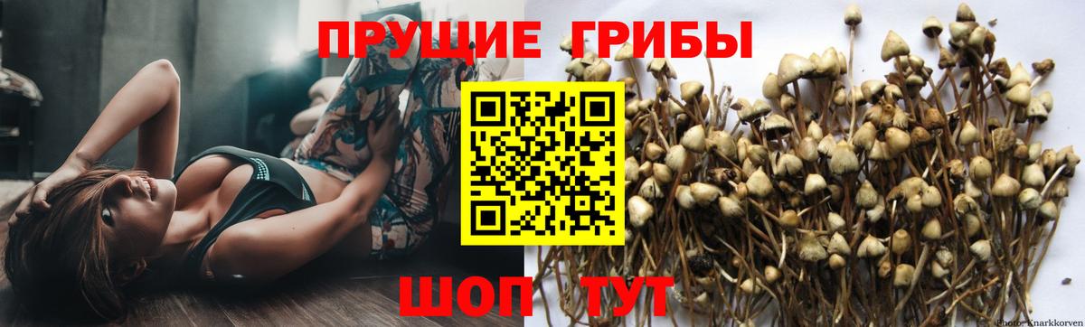 Галлюциногенные грибы GOLDEN TEACHER Ульяновск